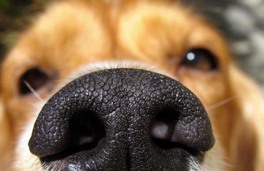 Gerarchia visiva: come guidare gli utenti a compiere obiettivi 16 gli animali annusano gli odori