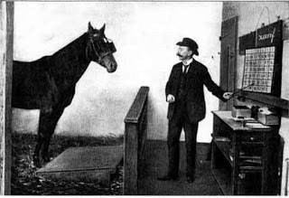 il cavallo Clever Hans sapeva eseguire operazioni aritmetiche con molta precisione